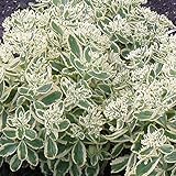 【6号鉢大株】セダム「オータム・チャーム」