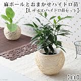 (観葉)おまかせハイドロ苗と麻ボールの鉢 白 Lサイズ苗(1セット) 本州・四国限定[生体]