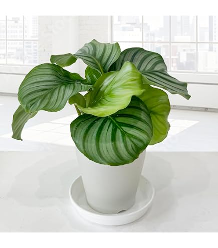 Amazon｜観葉植物 カラテア インシグニス ランキフォリア 4号｜観葉