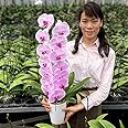 ふじみ野ラン園 胡蝶蘭1本立ち《現在蕾多め》 生花 さりげないプレゼントに。お祝い ギフト お供え 当選祝い 合格祝い 叙勲 お誕生日 お返しに (ピンク1本立ち)