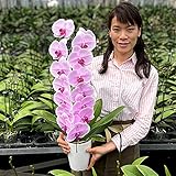 ふじみ野ラン園 胡蝶蘭1本立ち《現在蕾多め》 生花 さりげないプレゼントに。お祝い ギフト お供え 当選祝い 合格祝い 叙勲 お誕生日 お返しに (ピンク1本立ち)