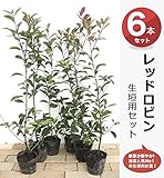 レッドロビン “スカーレットパール”生垣用 8本セット 庭木 低木