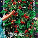 Promotion100 PCS Tree Climbing Strawberry Seeds Courtyard Garden With Fruit and Vegetable Seeds Pott