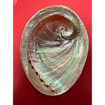 Amazon.co.jp: アワビ貝殻 磨き上げ済み 2個セット : 文房具