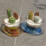 ミニサボテンセット 南国ペアカップ＆ソーサー