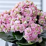 カランコエ：クィーンモアフラワーズ ピンクパリ4号鉢植え[人気種パリのピンクタイプ] ノーブランド品