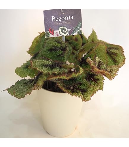 Amazon.co.jp: プランツネット(Plants Net) 観葉植物 レックスベゴニア