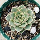 ファビオラ 7.5cmポット エケベリア Echeveria Fabiola 福岡県産 多肉植物 多肉 観葉植物 インテリアグリーン 寄せ植えに