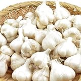 国華園　ニンニク種球　福地ホワイト六片　1kg【※発送が国華園からの場合のみ正規品です】