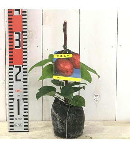 Amazon | ムベ苗木 1年生 | 果物