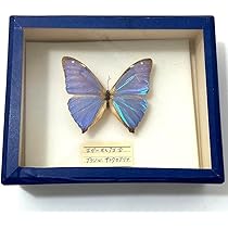 お値下げ！蝶標本 お値下げ！蝶標本 - メルカリ