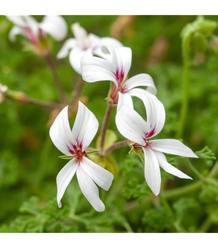 Amazon.co.jp: ゼラニューム 苗 スーパーゼラニウム チャンピオン