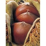 果樹苗 栗 岸根 （ がんね ） 1年生苗