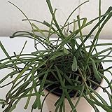 ホヤ：レツーサ2.5号ポット[線状の細葉をつけた枝が枝垂れるように伸びる] ノーブランド品