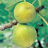 いちじく(イチジク)苗木 ザ・キング