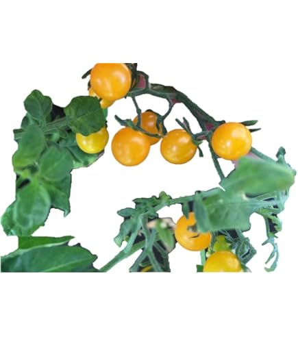 プチトマト様 トマトパック-ミニトマト（青果・農産トレー・容器） – タグ 