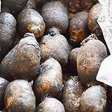 れんこん 無農薬 自然農法 4kg 国産 佐賀県白石産
