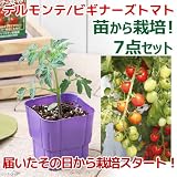 (観葉)私の菜園 デルモンテ ビギナーズトマト 苗から栽培セット(苗・土・プランター・支柱他7点セット) 家庭菜園 [生体]