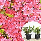 苗/苗木 【5本セット】 クルメツツジ(赤） 樹高0.3m前後 13.5cmポット 久留米ツツジ つつじ 苗木 苗 植木 庭木 生け垣 ka 5本 5