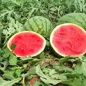 Amazon Co Jp 小玉スイカ ピノ ガール 9cmポット自根苗 8個セット タネまで食べられるマイクロシード西瓜 ピノ ガール 思いきり頬張る 西瓜革命 1 品種改良に16年の歳月をかけて生まれた タネまで食べられるマイクロシードこだまスイカ 2 タネが通常の Amazon Co Jp 小玉スイカ ピノ ガール 9cmポット自根苗 8個セット タネまで食べられるマイクロシード西瓜 ピノ ガール 思いきり頬張る 西瓜革命 1 品種改良に16年の歳月をかけて生まれた タネまで食べられるマイクロシードこだまスイカ 2 タネが通常の