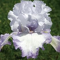 ジャーマンアイリス4株 ジャーマンアイリス4株