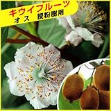 キウイフルーツ苗木(受粉用オス)　トムリ