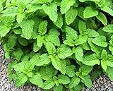 100 /袋ステビアの種、ステビアハーブ種子、天然糖代替ハーブ種子盆栽植物家庭菜園