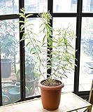 [エルフルール] レモンバーベナ簡易鉢