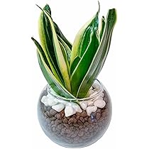 ミニ観葉植物 ミニ観葉 グラスグリーン 4号 動物ピック付きの通販 | GreenSnap