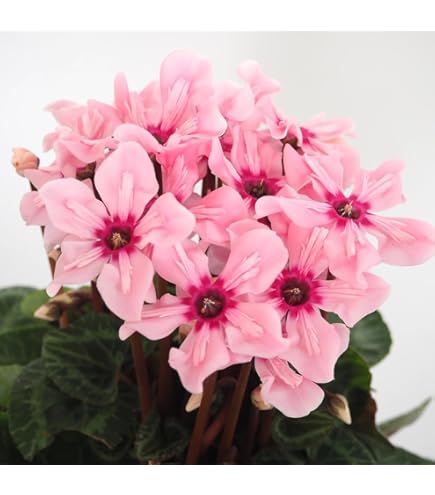 Amazon｜シクラメン「ミルキーガール」（5寸）｜観葉植物 オンライン通販