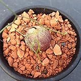 希少植物：シゾバシス　イントリカータ*2ｃｍ