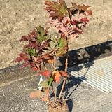 庭木：カシワバアジサイ　八重咲き　（スノーフレーク）　大株！