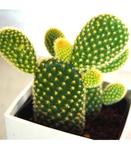 Amazon.co.jp: opuntia phaeacantha v.longispina オプンチア