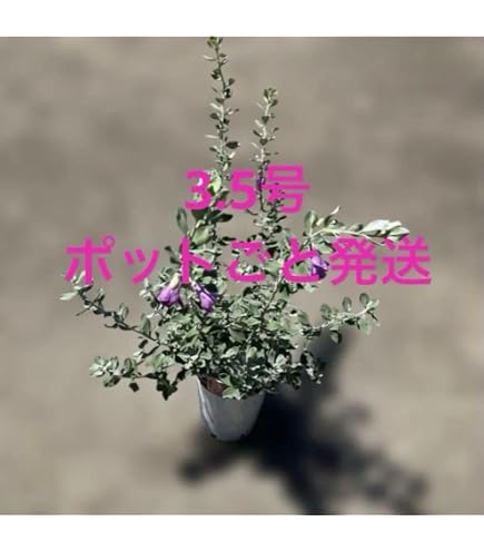Amazon.co.jp: レウコフィルムの苗 2苗セット 9-10.5cmポット苗 : DIY