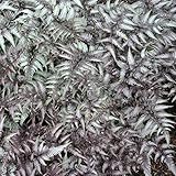 【宿根草】アスィリウム・ピクタム