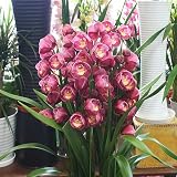 シンピジューム鉢植え 4本立ち 豪華な蘭の花鉢 お祝い・誕生日などのプゼント