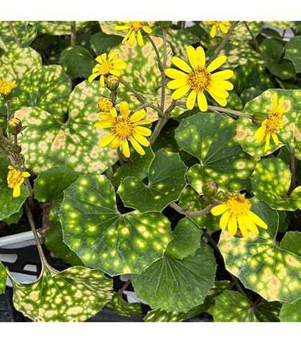 Amazon.co.jp: ツワブキ：福寿牡丹（フクジュボタン）5号鉢植え[通年芸