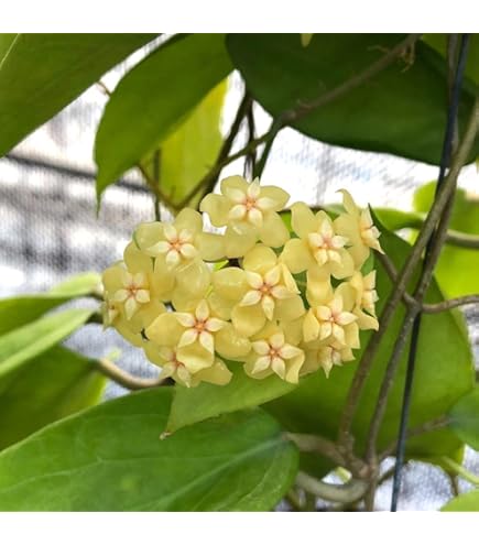 Amazon.co.jp: Hoya inflata ホヤ インフラータ 希少 抜き苗 : DIY