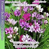 ◆バビアナ10球 【切花でも人気】 【オランダからの花便り】 【秋植え球根】