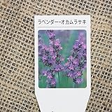 ハーブ 苗 【ラベンダー オカムラサキ】 スパイカ系(イングリッシュ系)3号ポット×5株セット