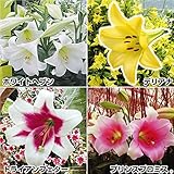 国華園　ユリ　お楽しみ鉄砲ユリセット　4種20球【※発送が国華園からの場合のみ正規品です】