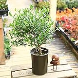 観葉植物：オリーブの木 （5号）シプレッシーノ*Cipressino【SOUJU（創樹）】