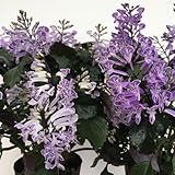 プレクトランサスの苗　2株セット