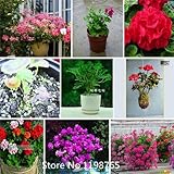 2016ホットAパッケージRooのための100個ホワイト＆レッドエッジゼラニウムの種子、多年生の花の種ペラルゴニウムゾナール花の種