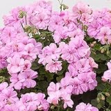 【ノーブランド品】アイビーゼラニウム：ｐacロジー3.5ポット 6株セット