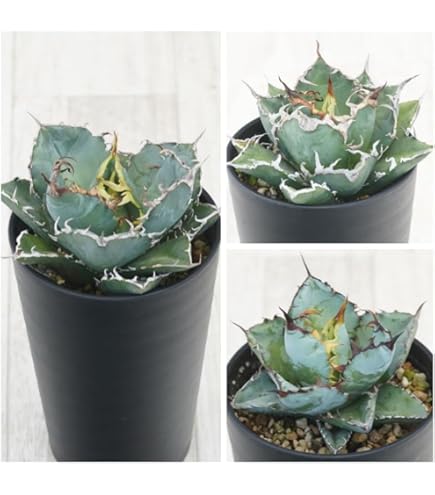 アガベ　斑入りお買い得セット アガベ 斑入り銘品3種セット（吉祥冠錦・バーントバーガンディ錦