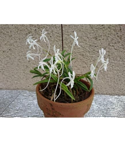Amazon.co.jp: （山野草）フウラン（風蘭）原種系 2．5～3号（1
