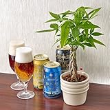 【日比谷花壇|花とお酒|フラワーギフト】THE軽井沢ビール 3本入と 観葉植物「パキラ」 セット