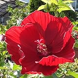 (株) 赤塚植物園 ① タイタンビカス　バルカン　3.5号