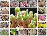 Lithops Pseudotruncatella多肉植物生石の花の種200混合Tetragonia鉢植えの花ピットのオーラを茎